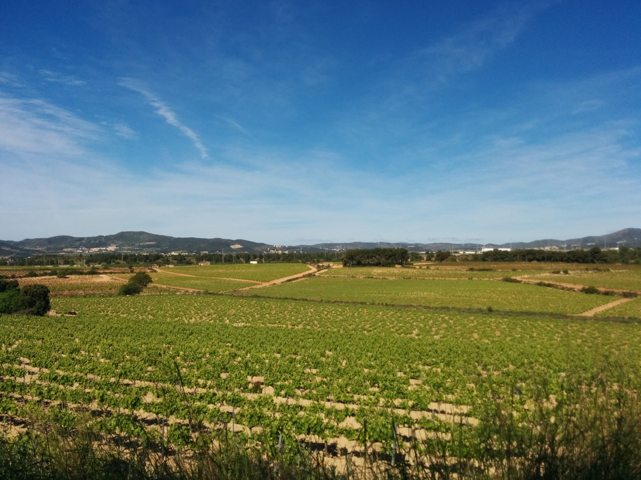 Paisatge vinyes