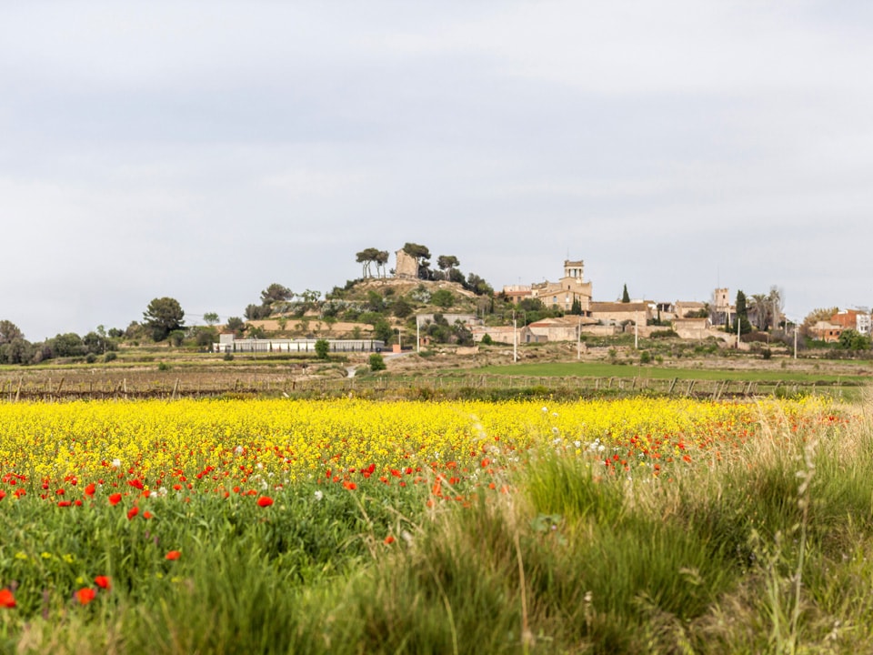 Poble de banyeres del penedes